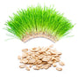Oat Grass (Avena sativa, whole)